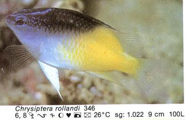 Chrysiptera rollandi
